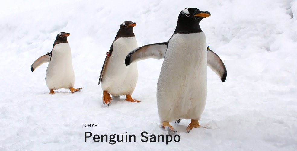 旭山動物園 ペンギンのお散歩